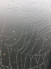 Spinnennetz im Nebeltau