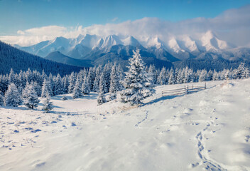 Bright winter scene of mountain valley. Fir trees covered by fresh snow in Carpathian mountains. Sunny winter view with highest summit in Ukraine - Hoverla. Landscape photography..