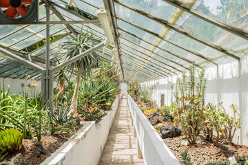 greenhouse with plants (wicked plants: succulents, cacti)