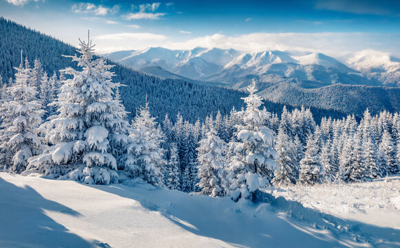 Picturesque morning view of Carpathian mountains with Chornogora ridge on background. Fresh snow covered fir trees and mountain valley in December. Beauty of nature concept background..