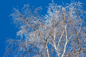 Branches of a birch crown covered with white frost on a frosty winter day. Trees on the background of blue sky in winter