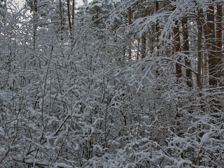 Fototapeta premium A landscape of a winter forest on a cloudy day, a wild bush in the shade of a pine forest, each twig is covered with snow, like foam.