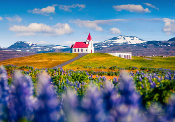 Traveling to Iceland. Charming morning view of Ingjaldsholl church. Spectacular summer scene of Iceland with field of blooming lupine flowers and snowy peaks on background.