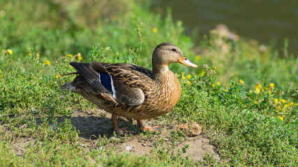 duck on the grass