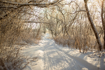 Snowy road in winter forest