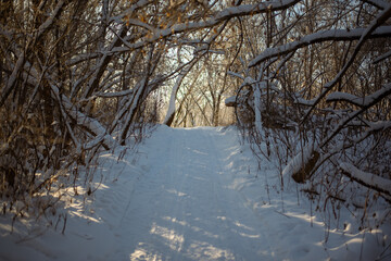 Snowy road, trees covered with snow