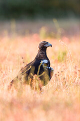 AGUILA IMPERIAL  IBERICA, Aquila adalberti
