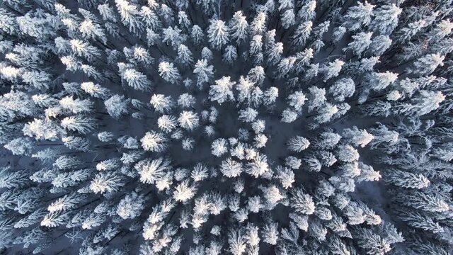 Top view amazing winter pine forest. Snow covered woods during sunset. Zoom ou spin shot. Aerial view 4K