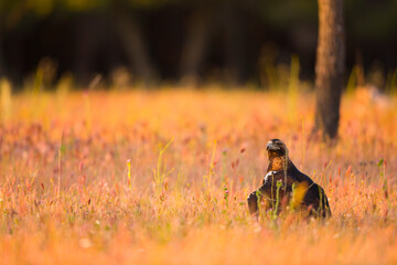 AGUILA IMPERIAL  IBERICA, Aquila adalberti