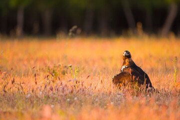 AGUILA IMPERIAL  IBERICA, Aquila adalberti