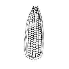Fresh corn, vector illustration, hand drawing sketch