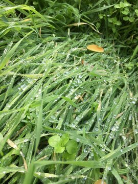 Wassertropfen auf gr&uuml;ner Wiese