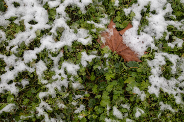 snow covered grass with leaves