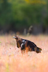 AGUILA IMPERIAL  IBERICA, Aquila adalberti