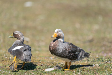 The Falkland steamer duck (Tachyeres brachypterus)