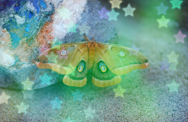 Butterfly in my garden