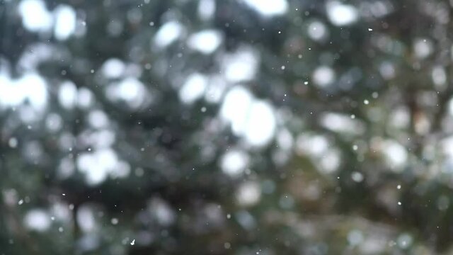 Falling snow with branches of conifers in the background, paceful swirling snowflakes, winter background