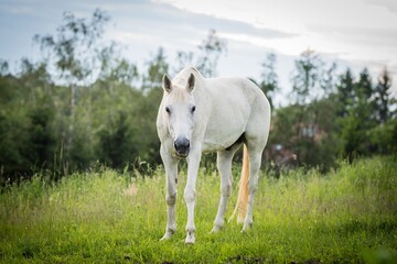 White horse on the meadow