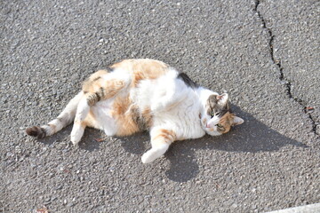 Fototapeta premium 三毛猫（１１歳）