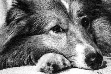 black and white portrait of a dog