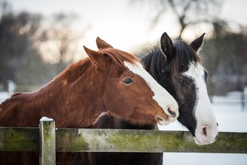 Obraz premium American paint horses in the snow