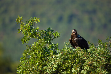 AGUILA IMPERIAL  IBERICA, Aquila adalberti