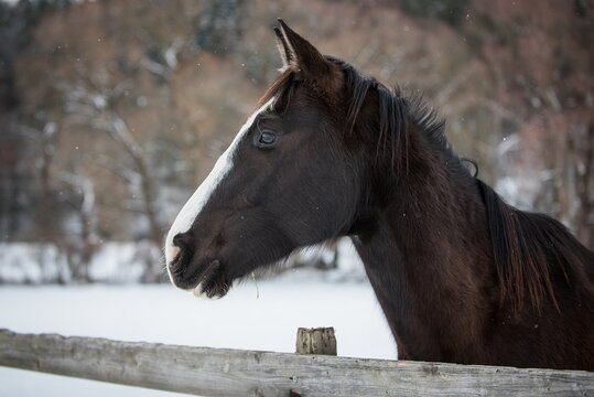 American paint horse in the snow