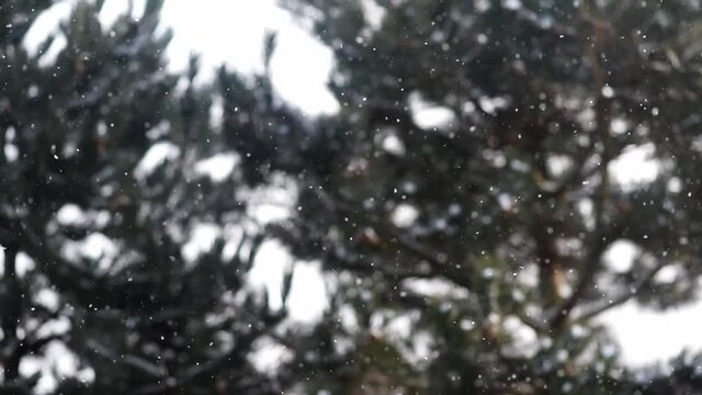 Falling snow with branches of conifers in the background, paceful swirling snowflakes, winter background