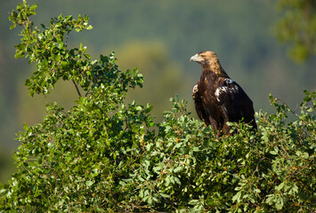 AGUILA IMPERIAL  IBERICA, Aquila adalberti