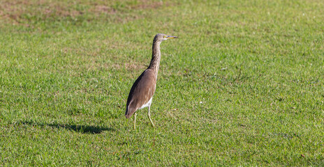 blue heron ardea cinerea bird