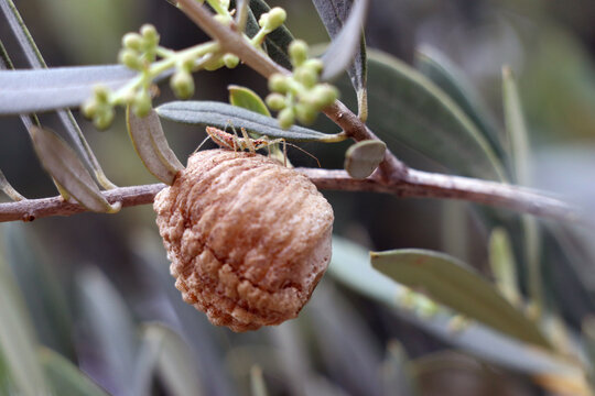 Ooteca (nido de mantis)