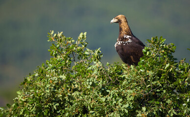 AGUILA IMPERIAL  IBERICA, Aquila adalberti