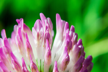 Fototapeta premium pink lotus flower