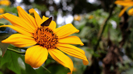 Moth in a yellow flower, bug in a beautiful yellow flower with a green background