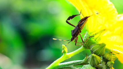 Bug in a yellow flower, Colorful bug in a beautiful flower, beautiful background