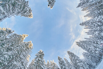 tree crowns from bottom to top in winter