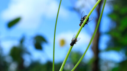 Two mosquitos in a branch, Mosquito in nature, Insect in a branch