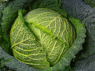 Close-up of a savoy cabbage