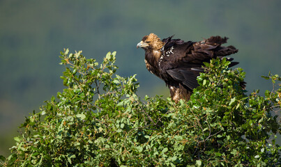 AGUILA IMPERIAL  IBERICA, Aquila adalberti