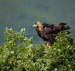 AGUILA IMPERIAL  IBERICA, Aquila adalberti