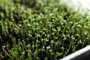 Young arugula sprouts growing in soil, closeup