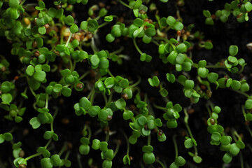 Young arugula sprouts growing in soil, top view