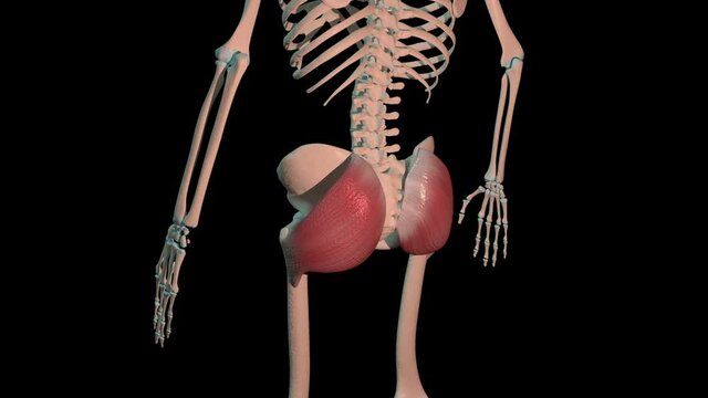 Gluteus Maximus Muscles Full Roration Loop