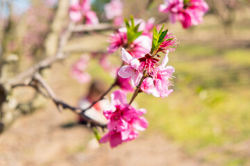 Rows of peach tree blooming in spring day in Lleida (Catalonia, Spain). There are a lot of a blooming fields in Aitona, Alcarras and Torres de Segre.