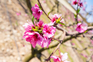 Rows of peach tree blooming in spring day in Lleida (Catalonia, Spain). There are a lot of a blooming fields in Aitona, Alcarras and Torres de Segre.
