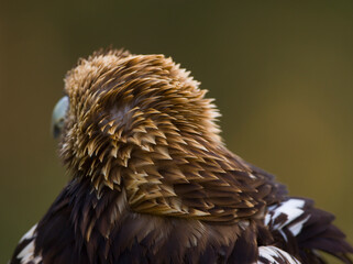 AGUILA IMPERIAL  IBERICA, Aquila adalberti