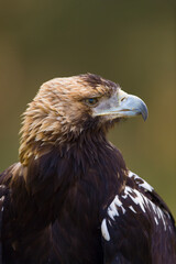 AGUILA IMPERIAL  IBERICA, Aquila adalberti