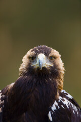 AGUILA IMPERIAL  IBERICA, Aquila adalberti