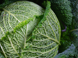 Fototapeta premium Close-up of a savoy cabbage with water drops