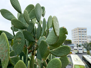 Green cacti plants. Spiny cactuses grown in Turkey. Sharp spines background